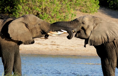 两只灰象用象牙打架